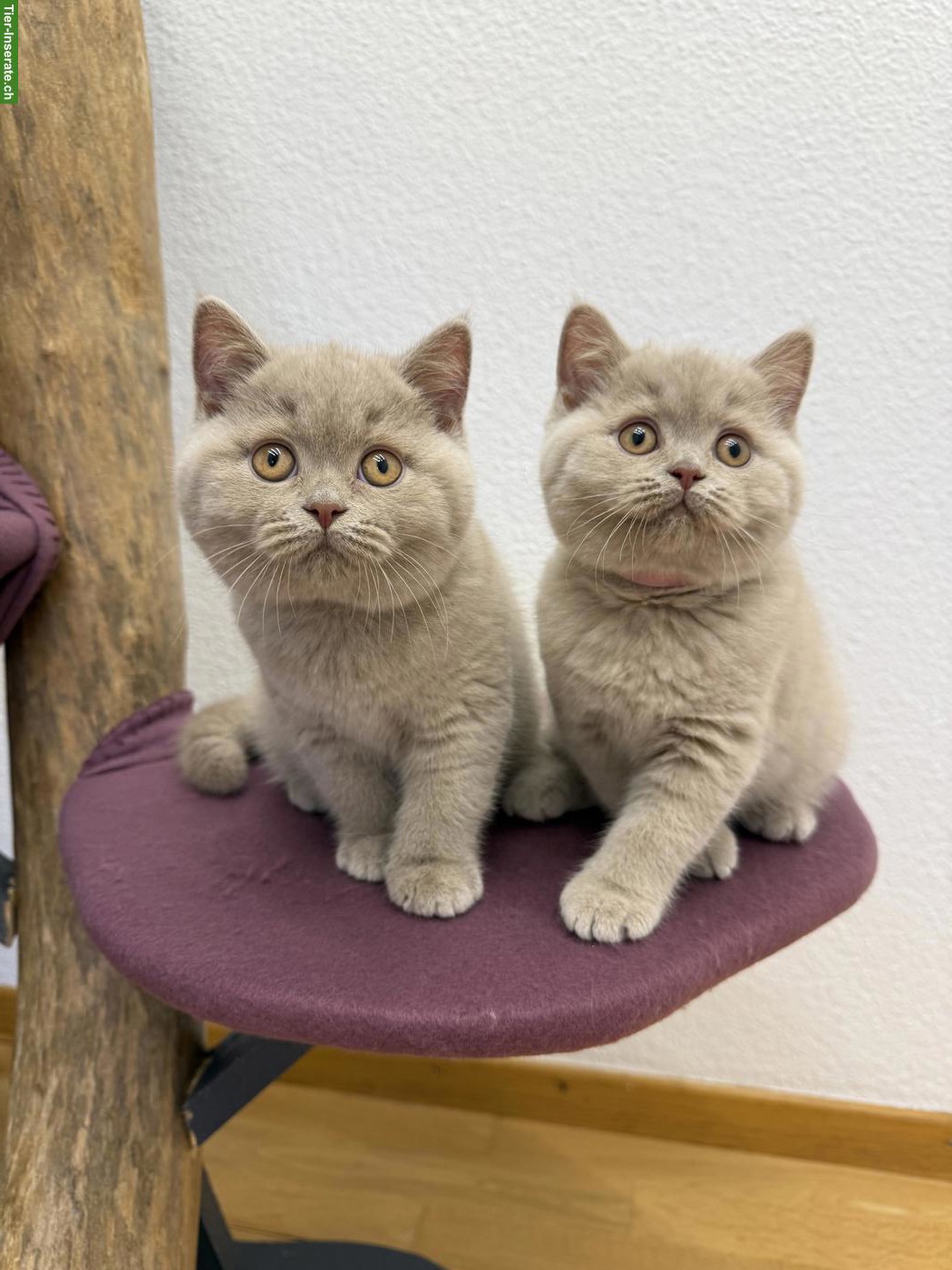 Bild 3: Reinrassige Britisch Kurzhaar Kitten in lila mit Stammbaum