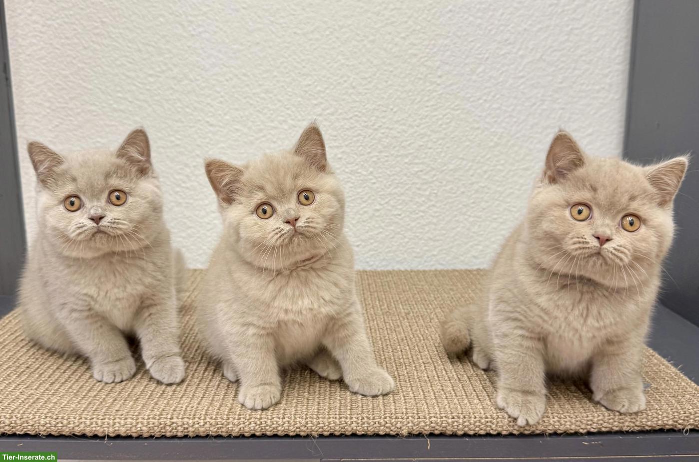 Bild 4: Reinrassige Britisch Kurzhaar Kitten in lila mit Stammbaum