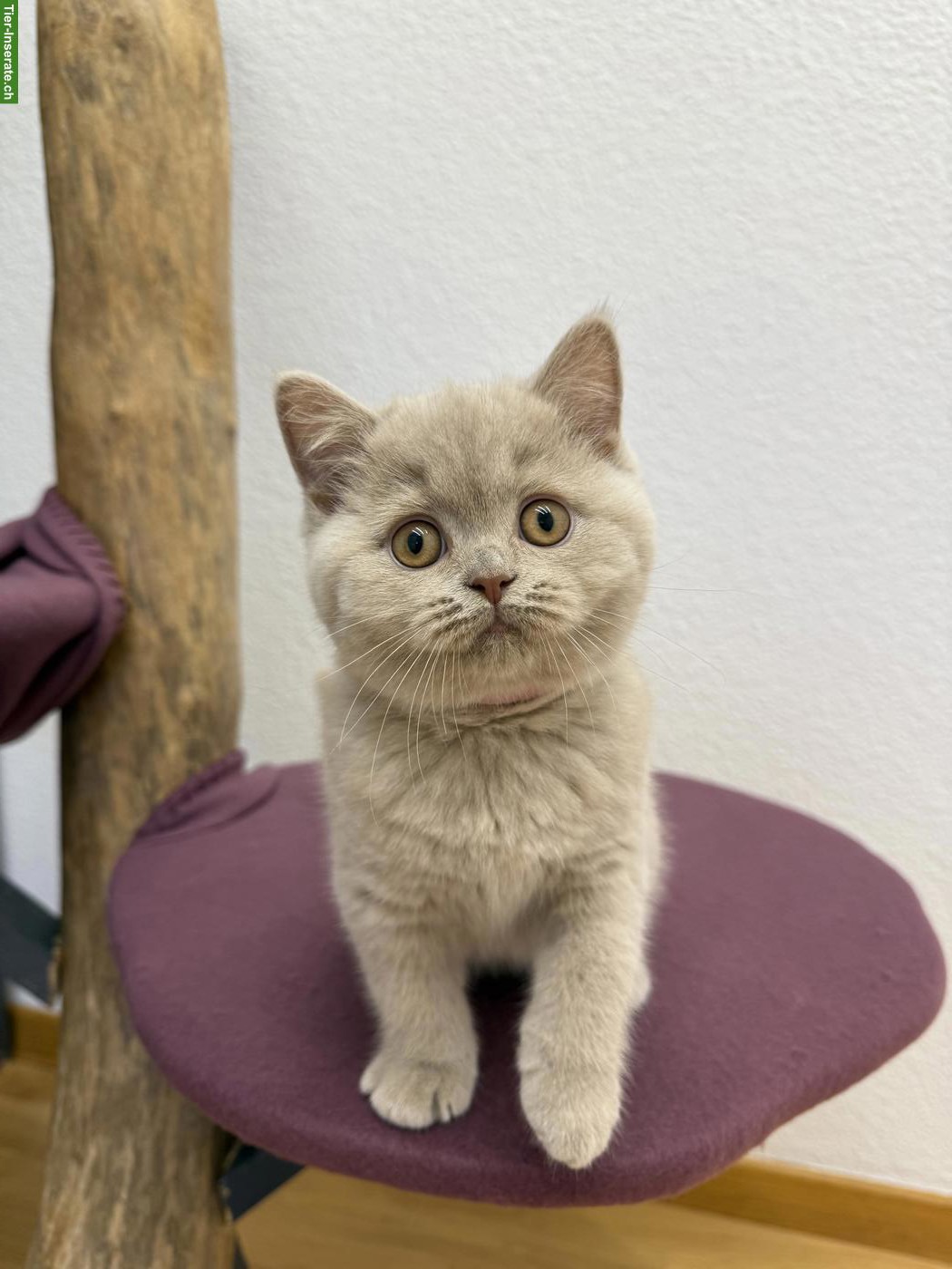 Bild 6: Reinrassige Britisch Kurzhaar Kitten in lila mit Stammbaum