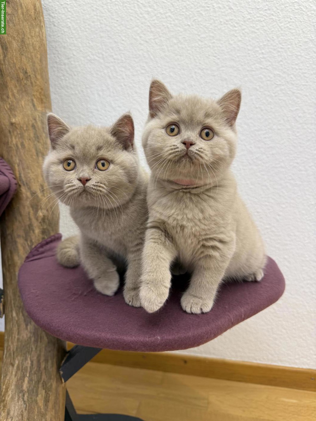 Bild 7: Reinrassige Britisch Kurzhaar Kitten in lila mit Stammbaum