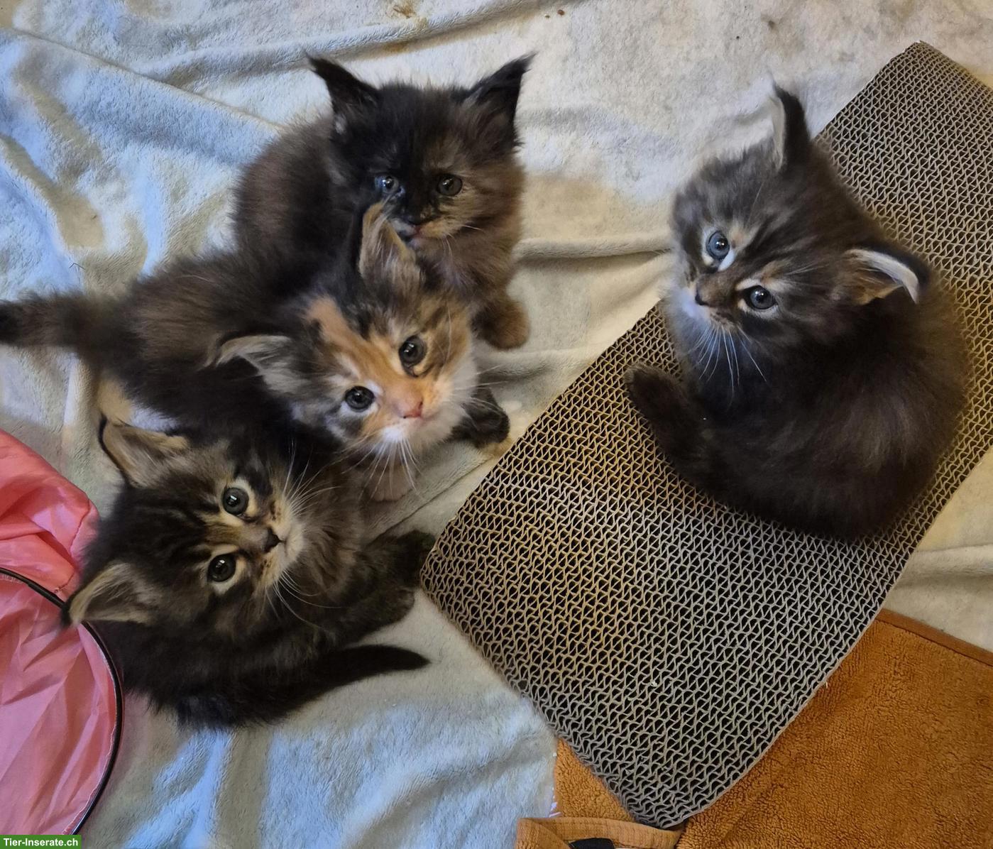 Reinrassige Maine Coon Kitten