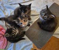 Reinrassige Maine Coon Kitten
