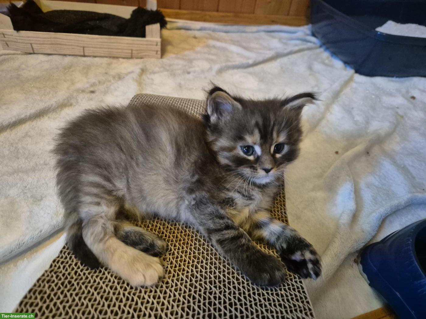 Bild 2: Reinrassige Maine Coon Kitten