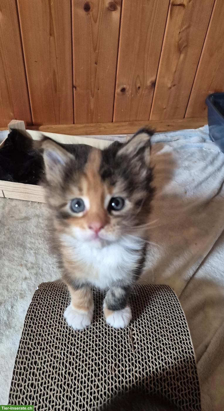 Bild 3: Reinrassige Maine Coon Kitten