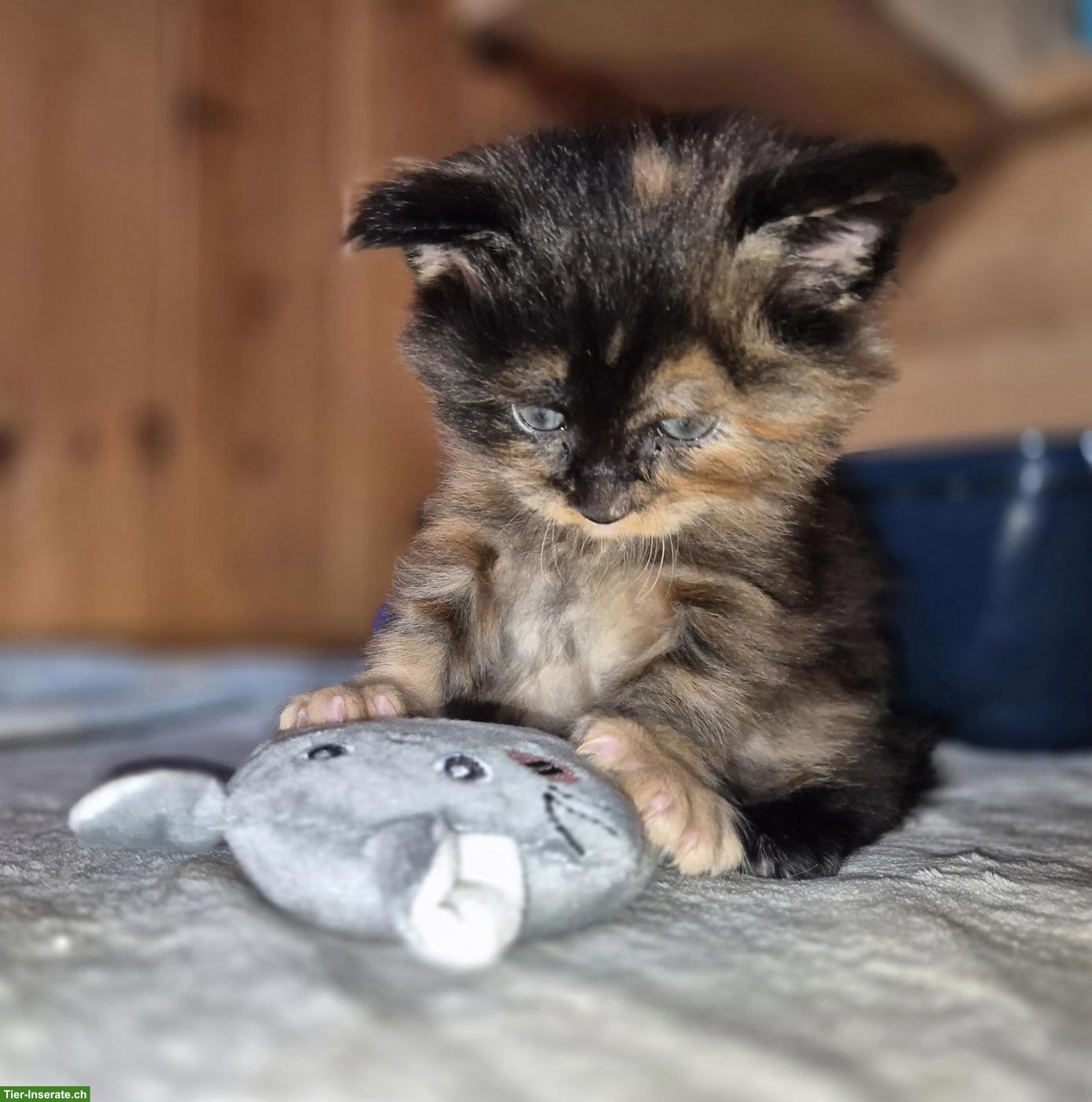 Bild 4: Reinrassige Maine Coon Kitten