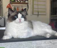 Wunderschöne Ragdoll Katze, 2.5-jährig