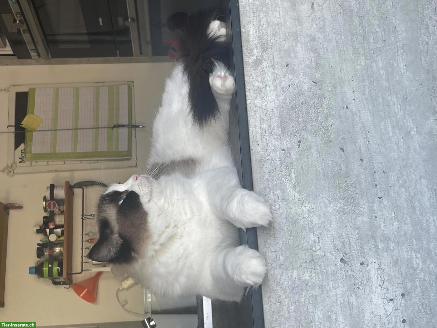 Bild 2: Wunderschöne Ragdoll Katze, 2.5-jährig