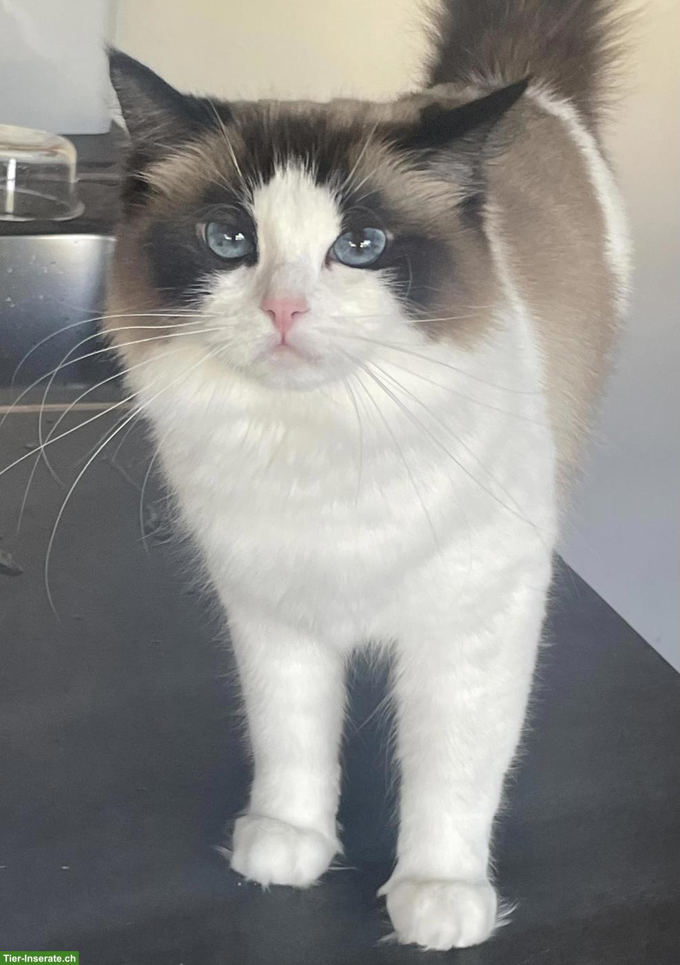 Bild 3: Wunderschöne Ragdoll Katze, 2.5-jährig