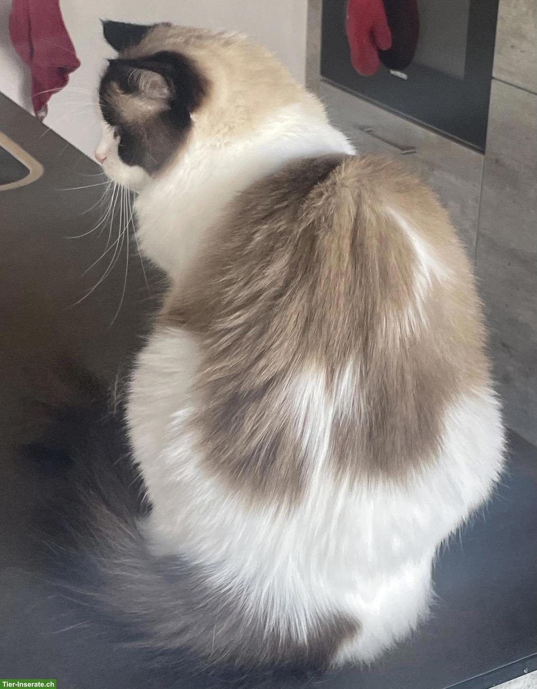 Bild 4: Wunderschöne Ragdoll Katze, 2.5-jährig