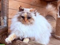 Reinrassige Heilige Birma Katze, seal tortie, aus CH-Zucht