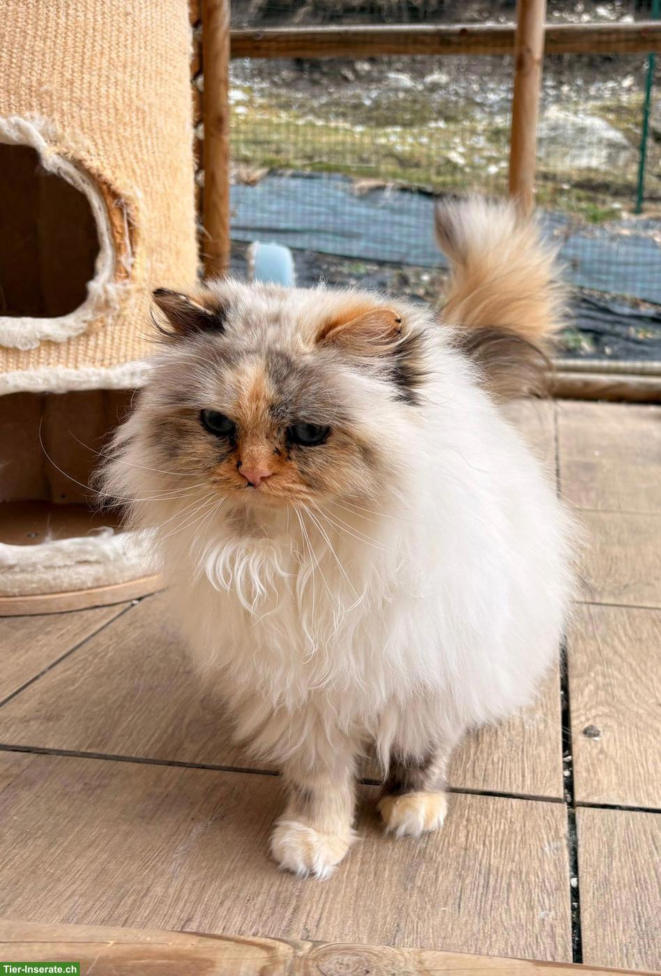 Bild 2: Reinrassige Heilige Birma Katze, seal tortie, aus CH-Zucht