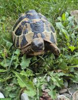 Griechische Landschildkröte in Aussenhaltung abzugeben