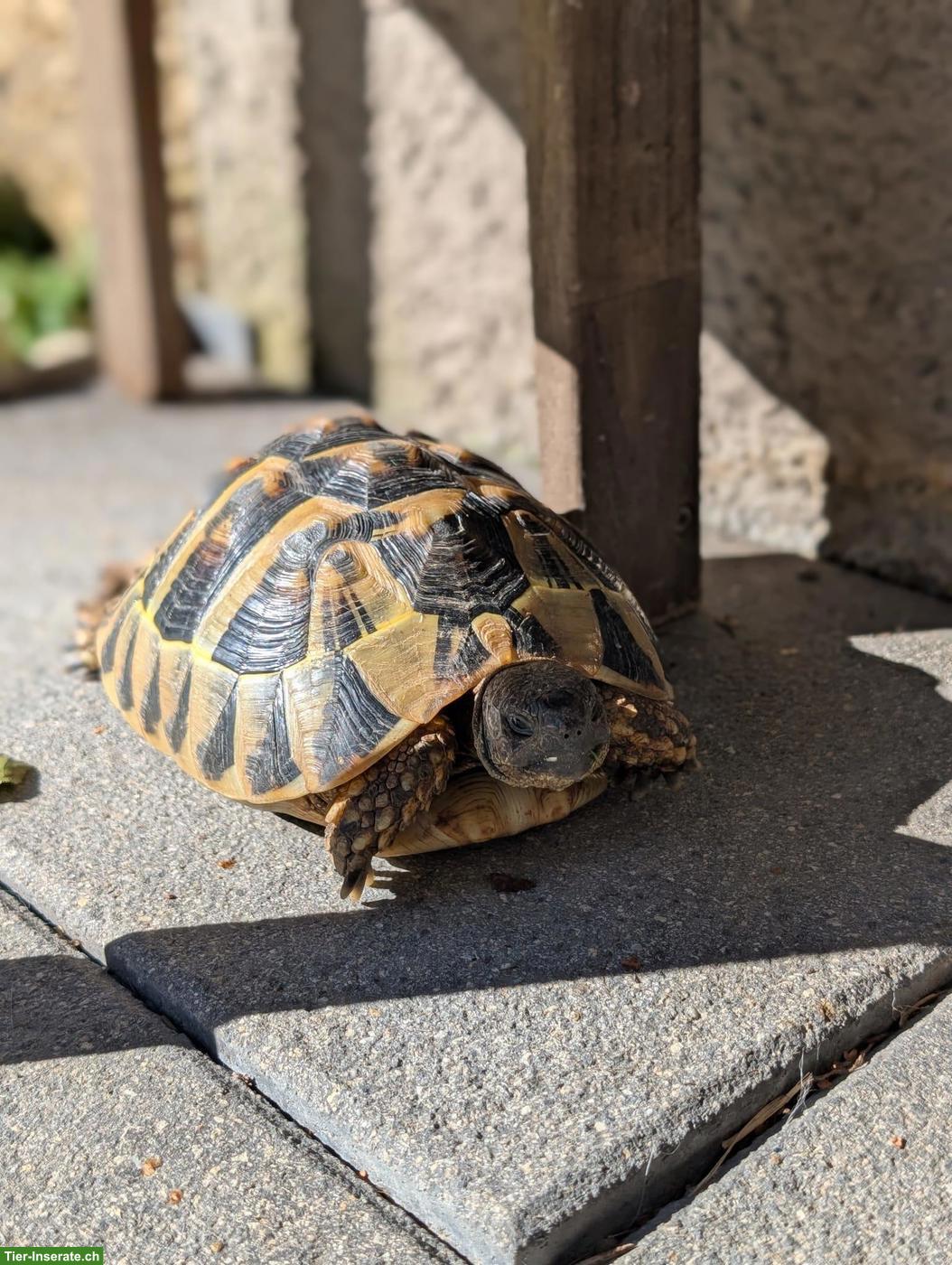 Bild 2: Griechische Landschildkröte in Aussenhaltung abzugeben