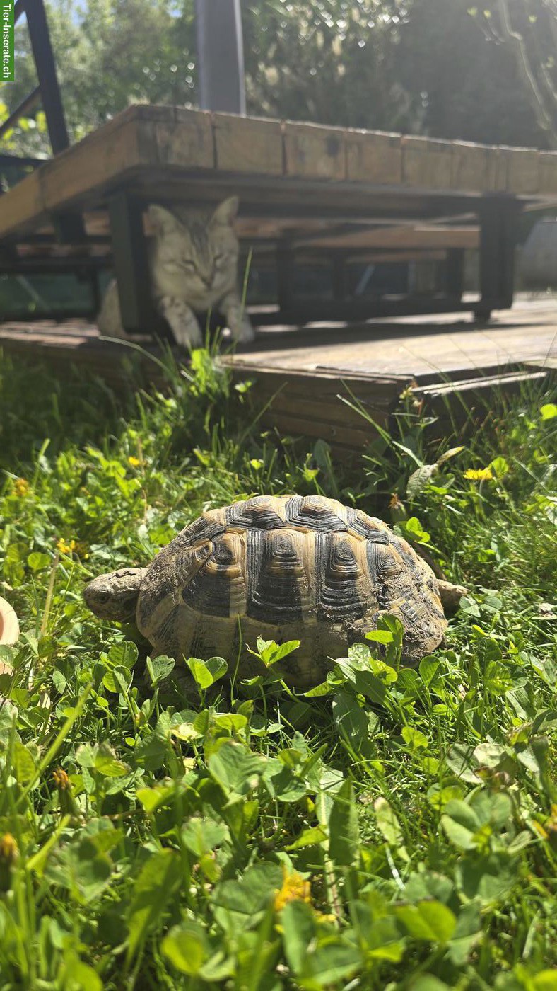 Bild 3: Griechische Landschildkröte in Aussenhaltung abzugeben