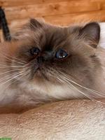 Reinrassiger Heilige Birma Kater, Blue Point