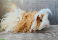 Lunkarya Meerschweinchen Kastraten zu verkaufen