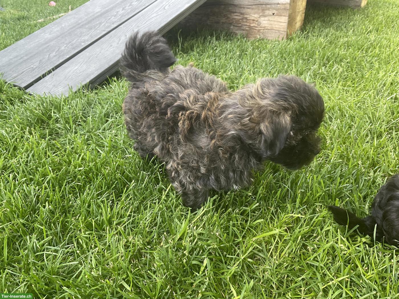 Bild 5: Bolonka Zwetna Welpen suchen ein Zuhause