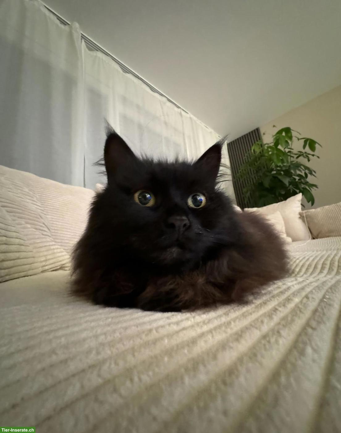 Main Coon Mix Katzen Lilly & Mandy suchen liebevolles Zuhause