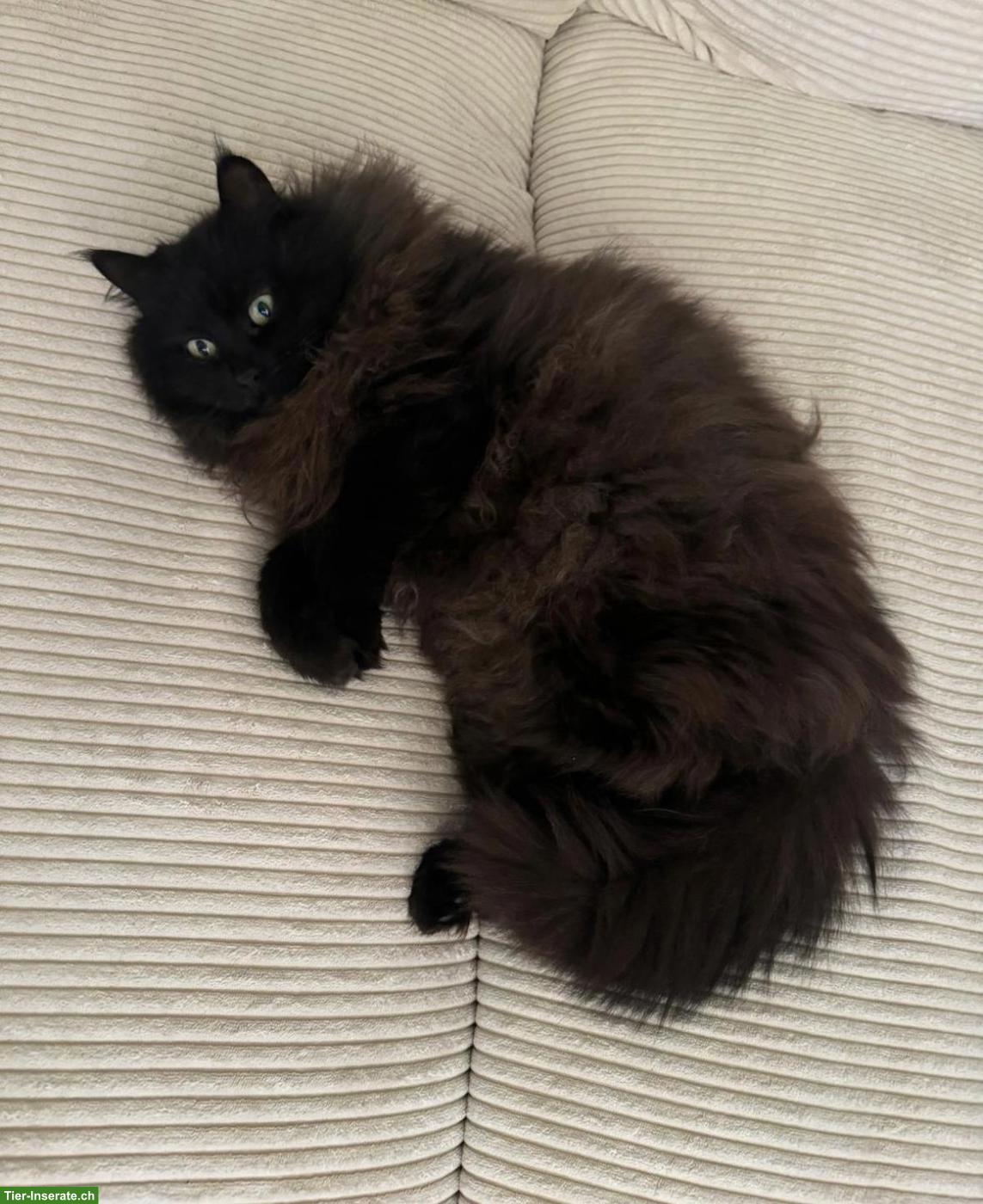 Bild 2: Main Coon Mix Katzen Lilly & Mandy suchen liebevolles Zuhause