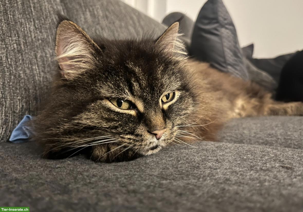 Bild 3: Main Coon Mix Katzen Lilly & Mandy suchen liebevolles Zuhause