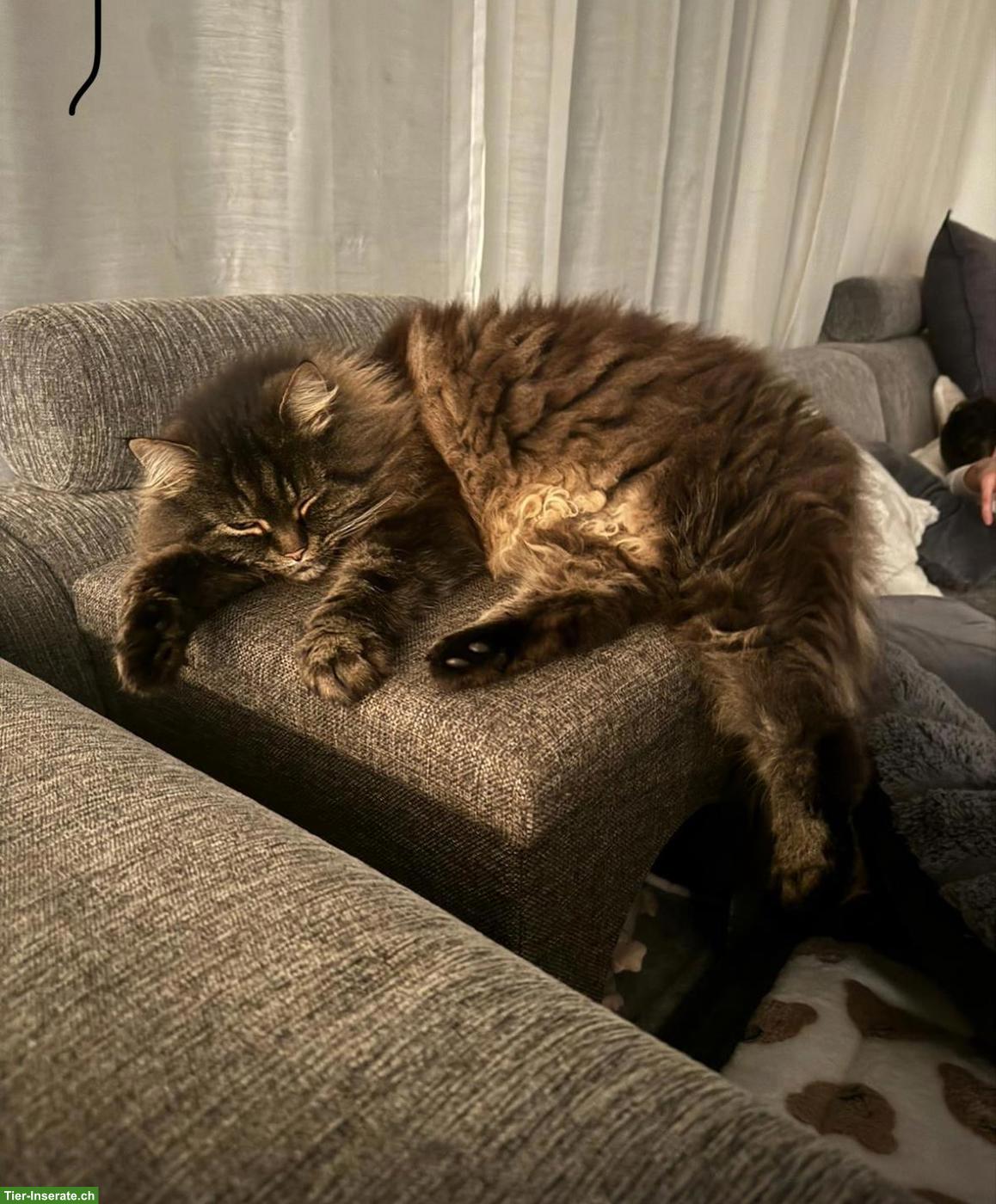Bild 4: Main Coon Mix Katzen Lilly & Mandy suchen liebevolles Zuhause