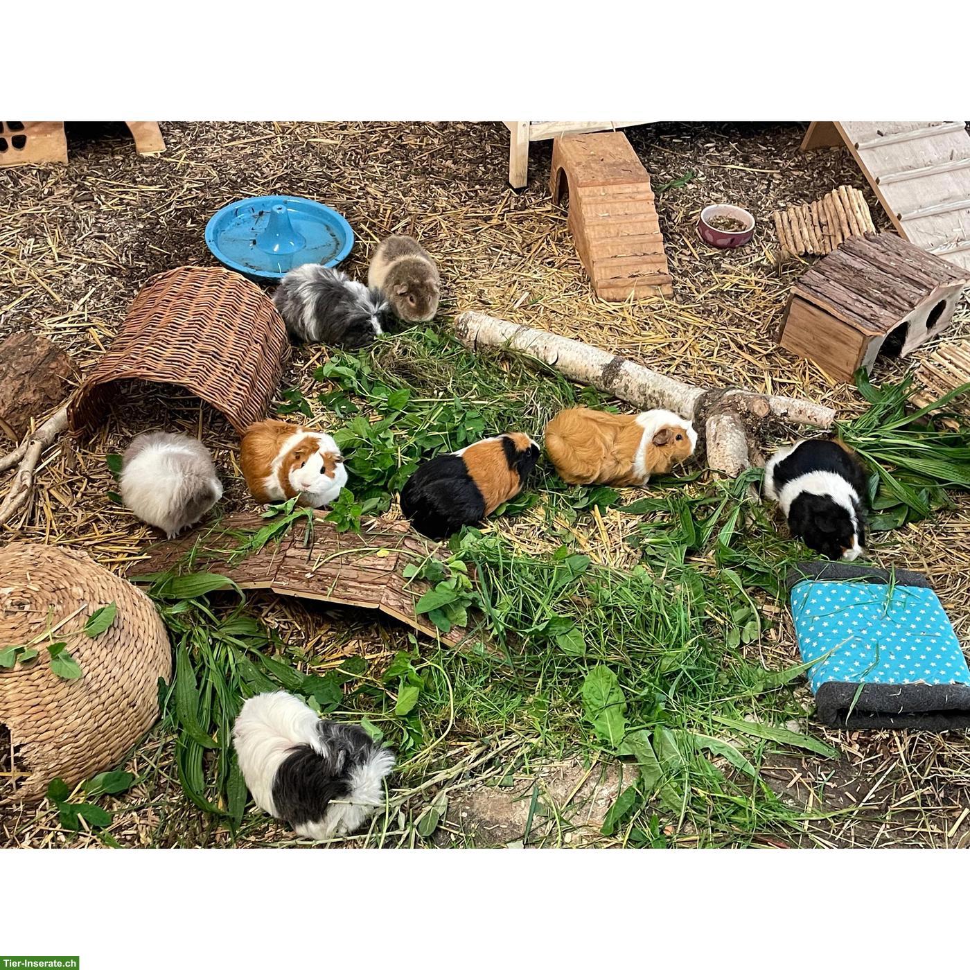 Kaninchen & Meerschweinchen Auffangstation/Vermittlung