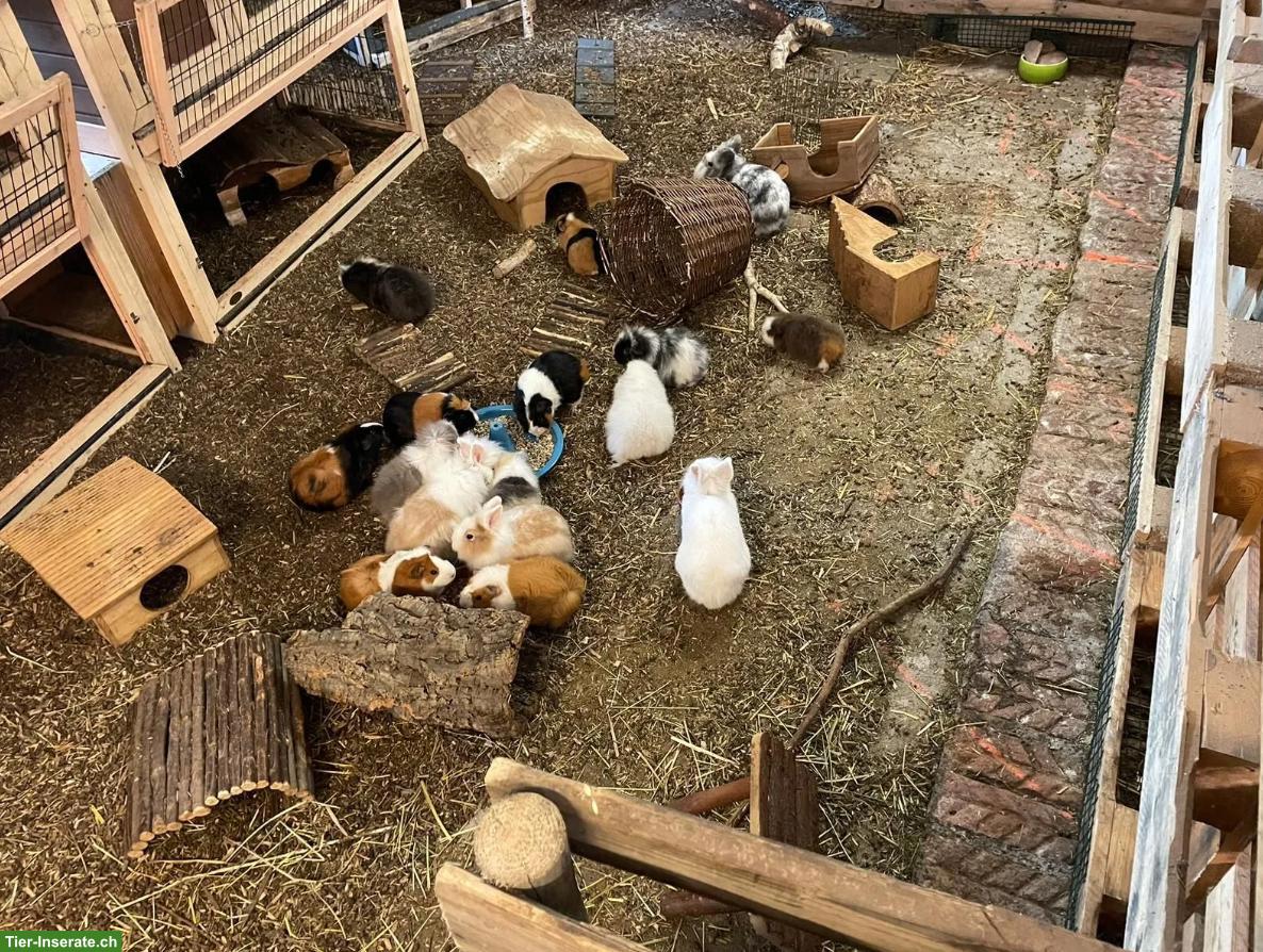 Meerschweinchen & (Zwerg)Kaninchen Auffangstation/Vermittlung