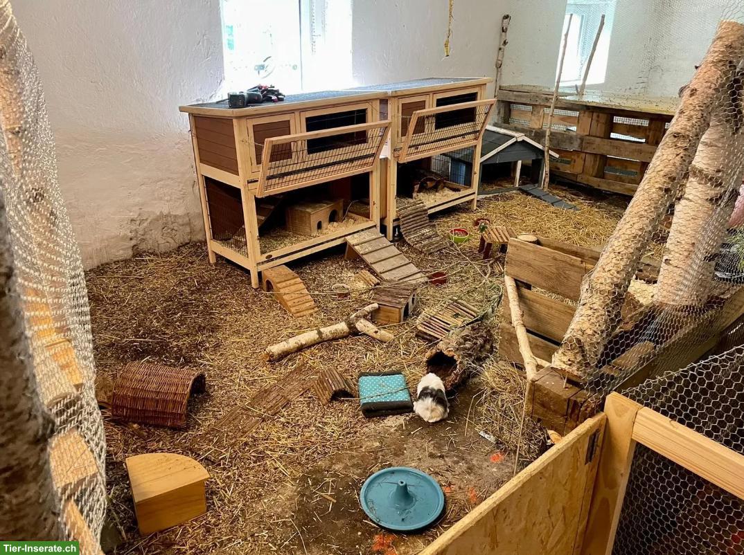 Bild 2: Meerschweinchen & (Zwerg)Kaninchen Auffangstation/Vermittlung