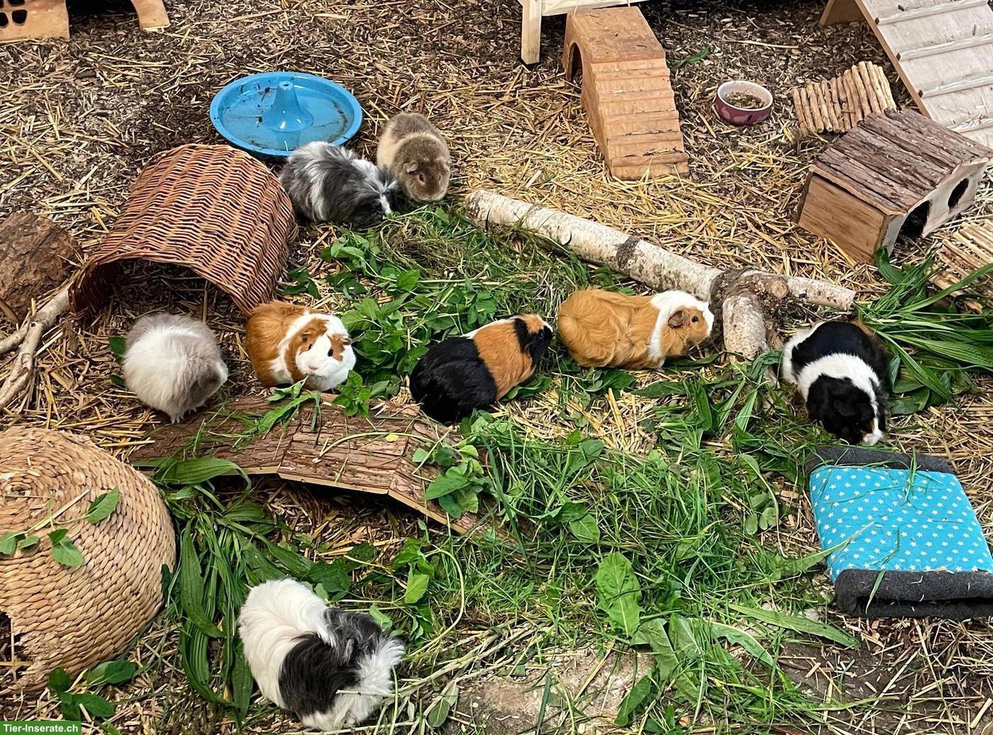 Bild 3: Meerschweinchen & (Zwerg)Kaninchen Auffangstation/Vermittlung