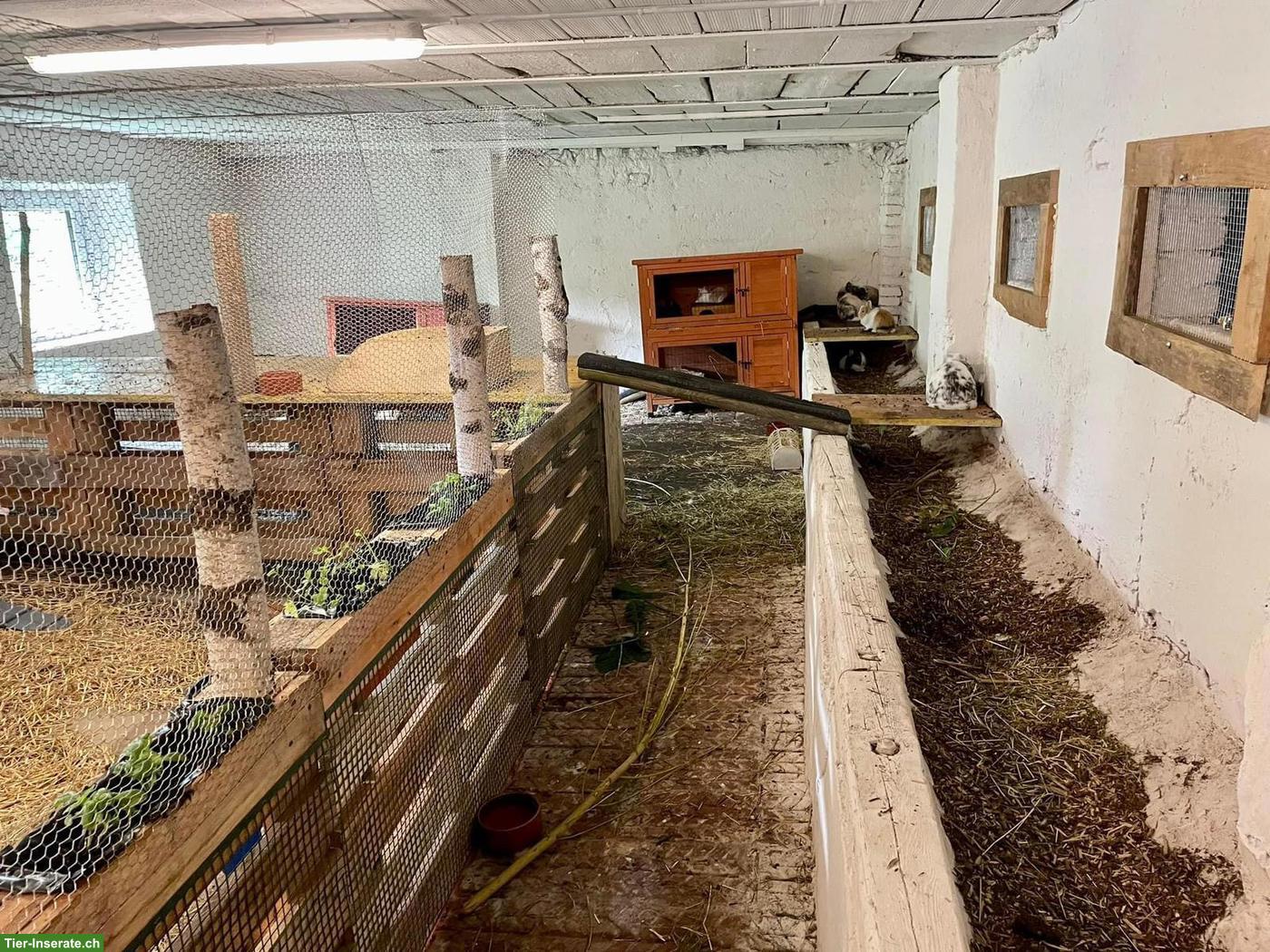 Bild 4: Meerschweinchen & (Zwerg)Kaninchen Auffangstation/Vermittlung
