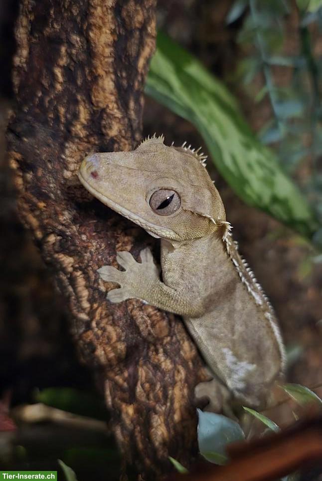 Kronengecko Axanthic 1.0