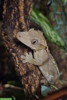 Kronengecko Axanthic 1.0
