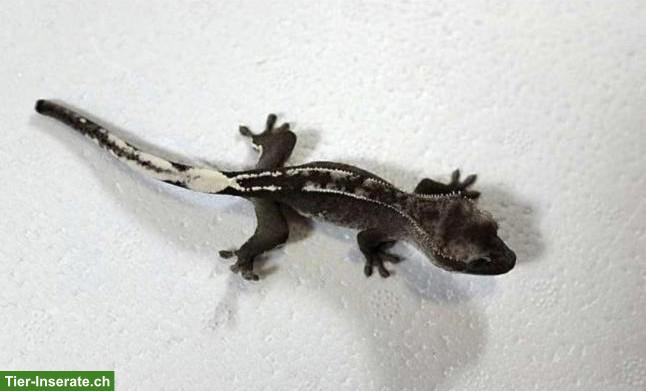 Bild 2: Kronengecko Axanthic 1.0