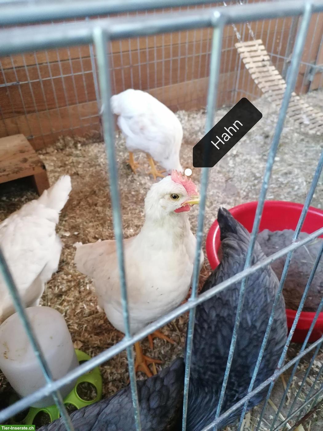 Bild 3: 3 junge Hähne zu verschenken