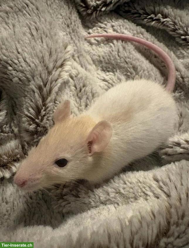 2 süsse Ratten Weibchen zu vergeben