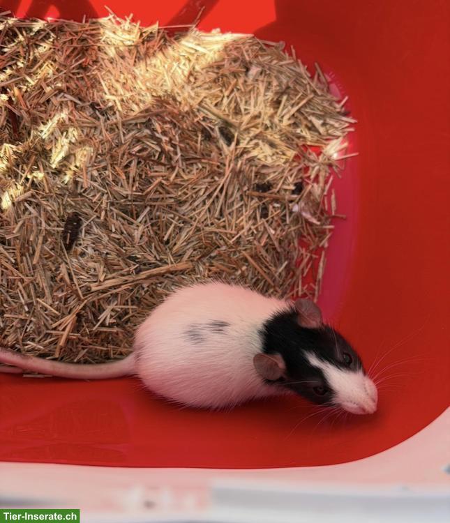 Bild 2: 2 süsse Ratten Weibchen zu vergeben