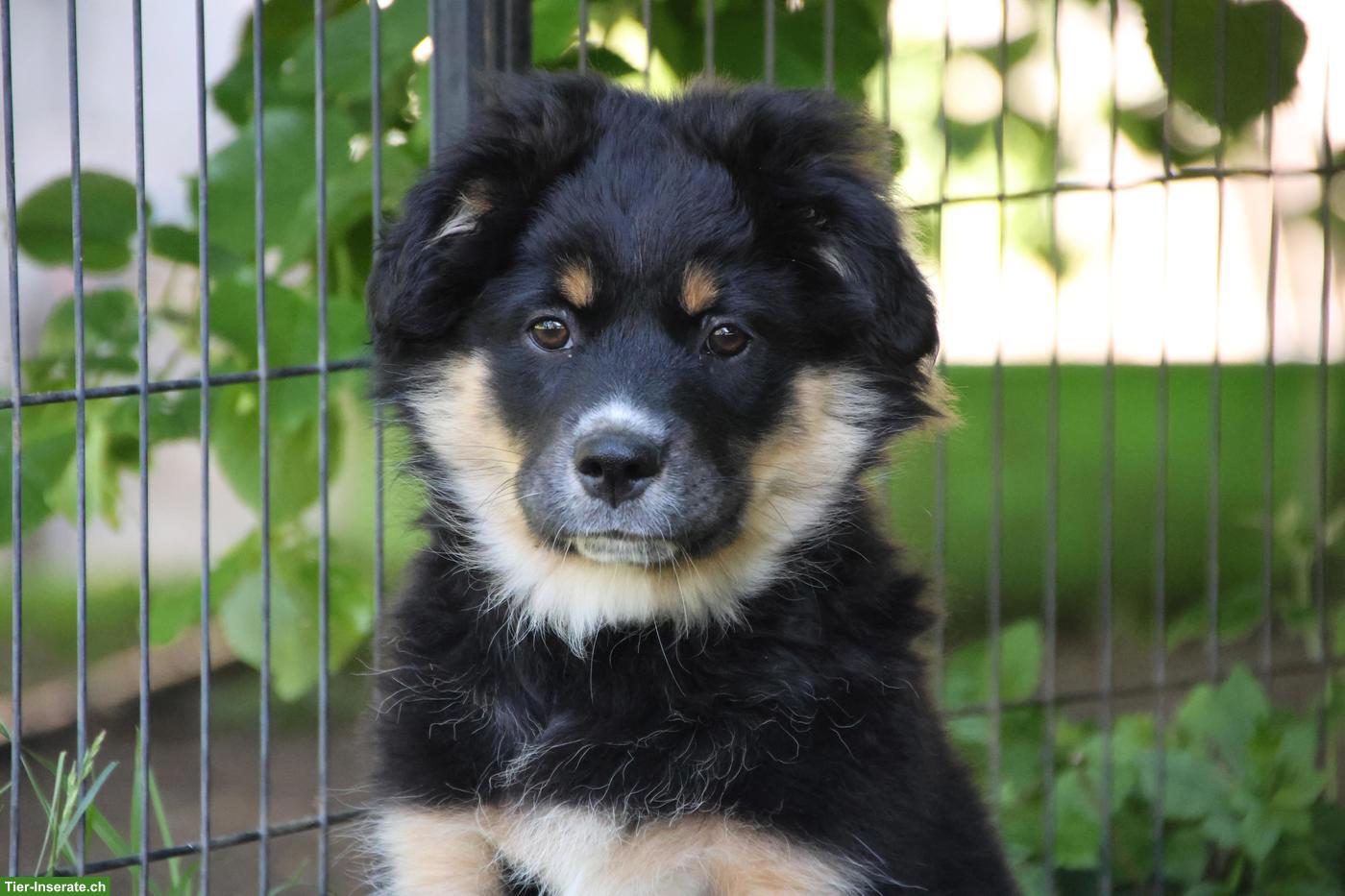 Mini Australian Shepherd Welpe, Rüde