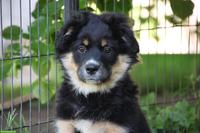 Mini Australian Shepherd Welpe, Rüde