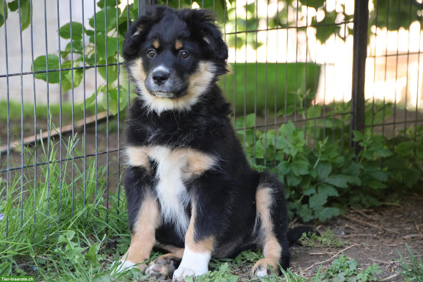 Bild 2: Mini Australian Shepherd Welpe, Rüde