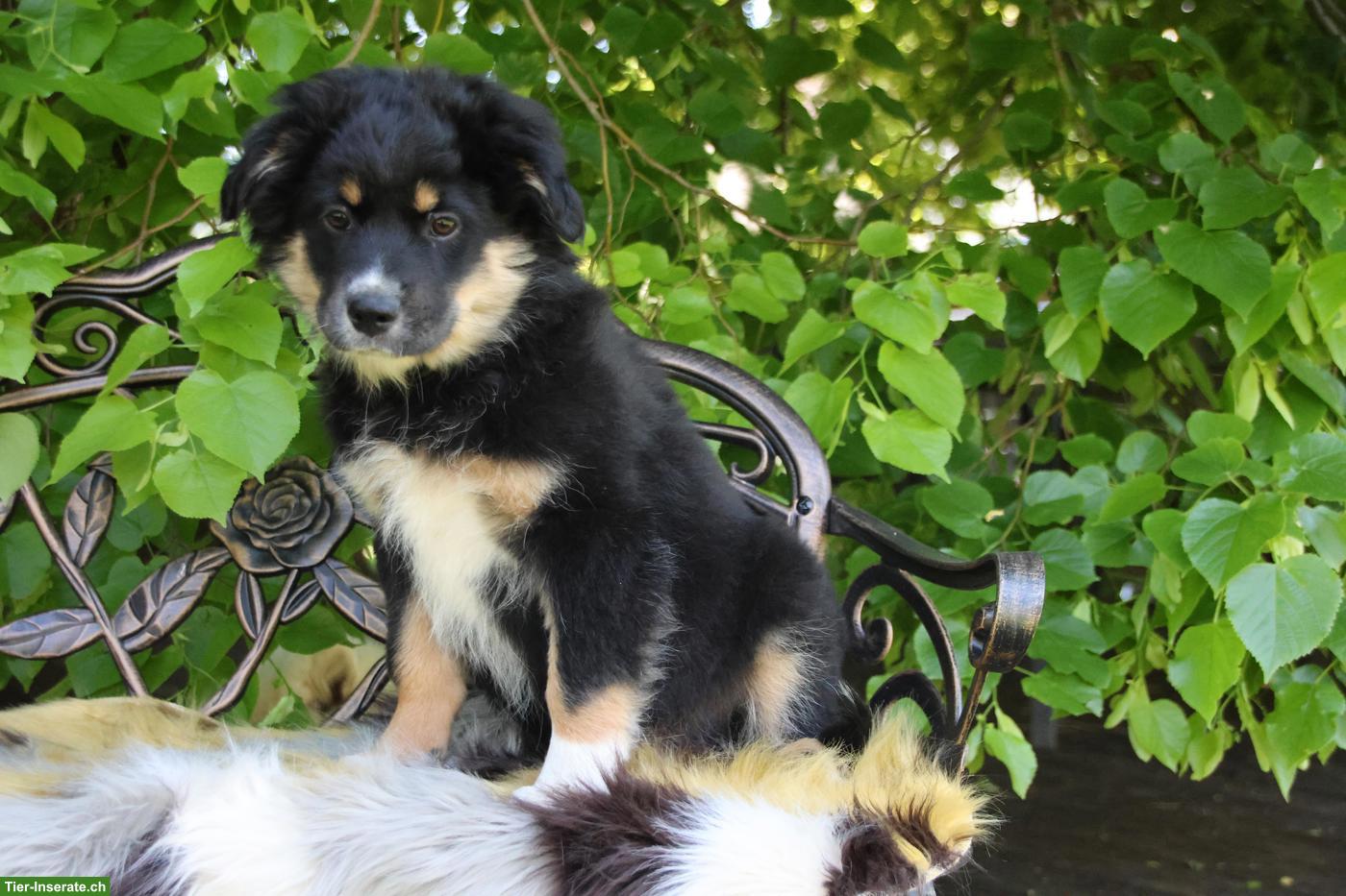 Bild 3: Mini Australian Shepherd Welpe, Rüde