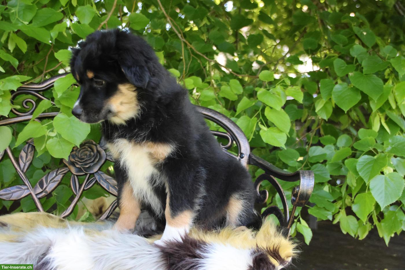 Bild 4: Mini Australian Shepherd Welpe, Rüde