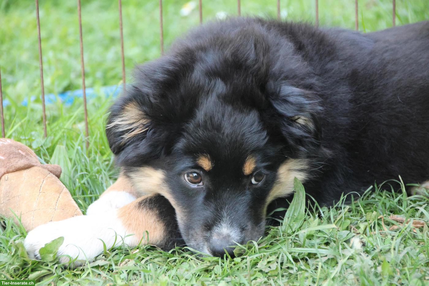 Bild 5: Mini Australian Shepherd Welpe, Rüde