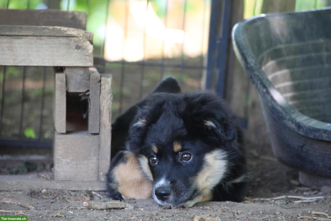 Bild 6: Mini Australian Shepherd Welpe, Rüde