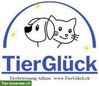 Katzenbetreuung bei TierGlück in der Region Alikon AG
