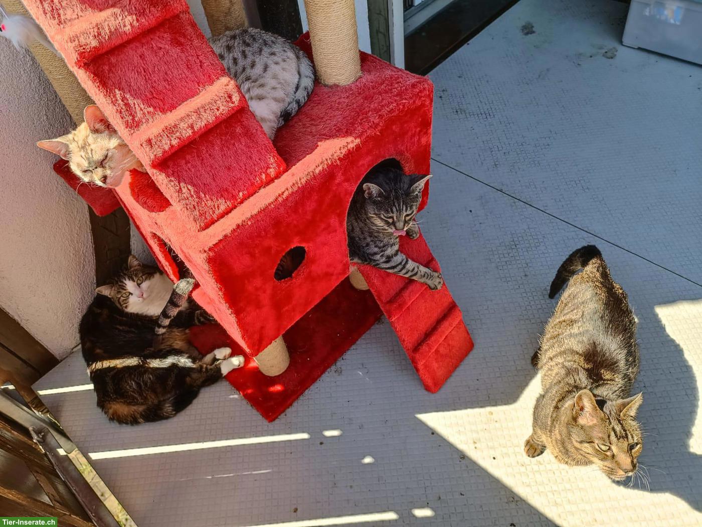 Bild 2: Katzenbetreuung bei TierGlück in der Region Alikon AG