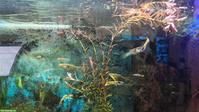 Yellow Tiger Endler Guppys abzugeben
