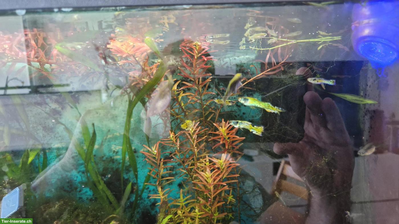 Bild 2: Yellow Tiger Endler Guppys abzugeben