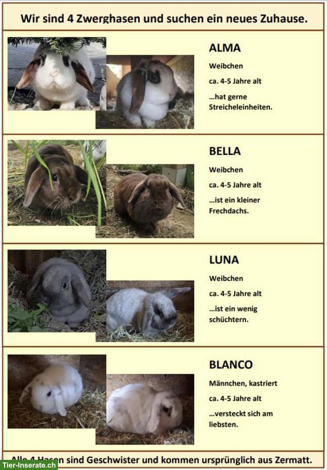 Liebe Kaninchen 🐰 suchen ein neues Zuhause