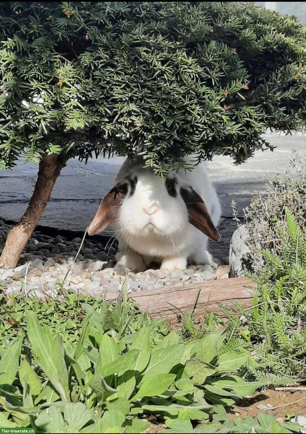 Bild 2: Liebe Kaninchen 🐰 suchen ein neues Zuhause