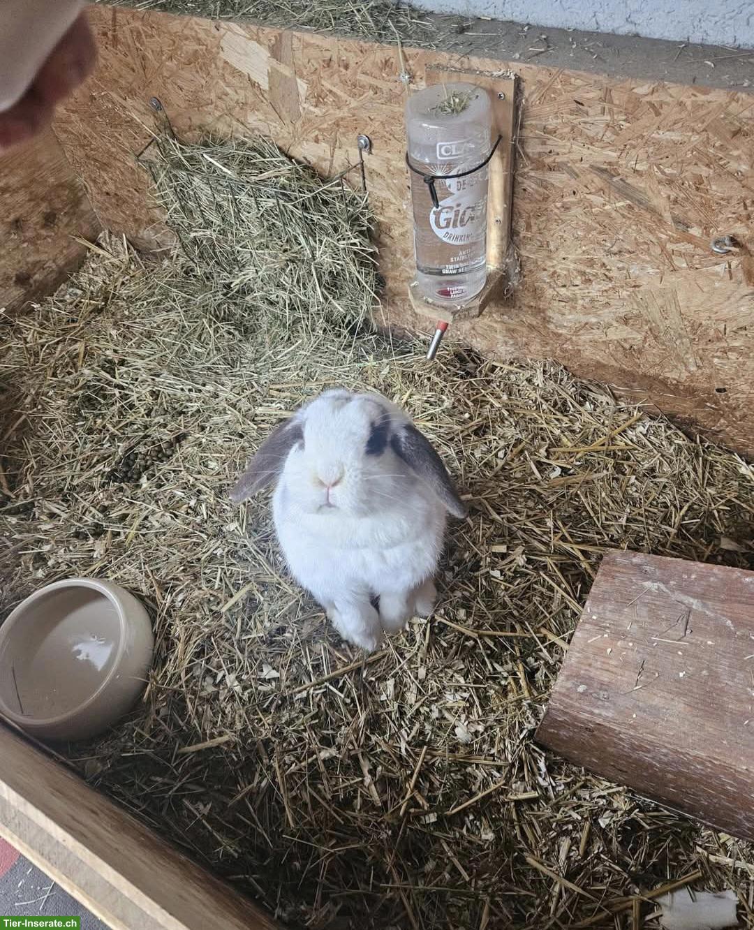 Bild 3: Liebe Kaninchen 🐰 suchen ein neues Zuhause